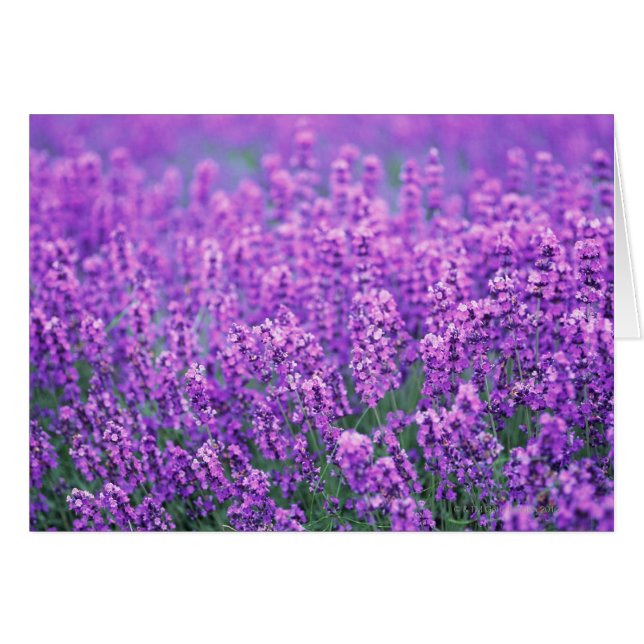 Lavendel (Voorkant Horizontaal)