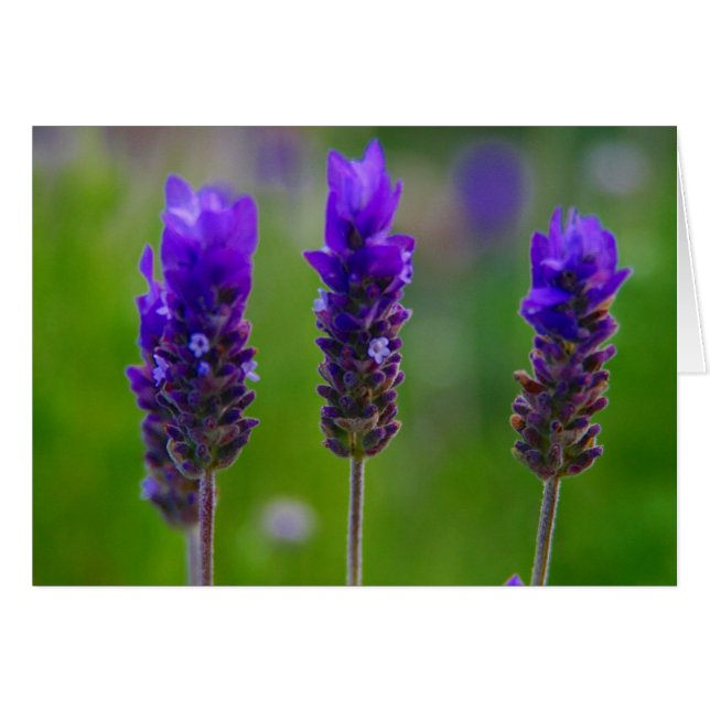 lavendel (Voorkant Horizontaal)