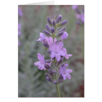 Lavendel