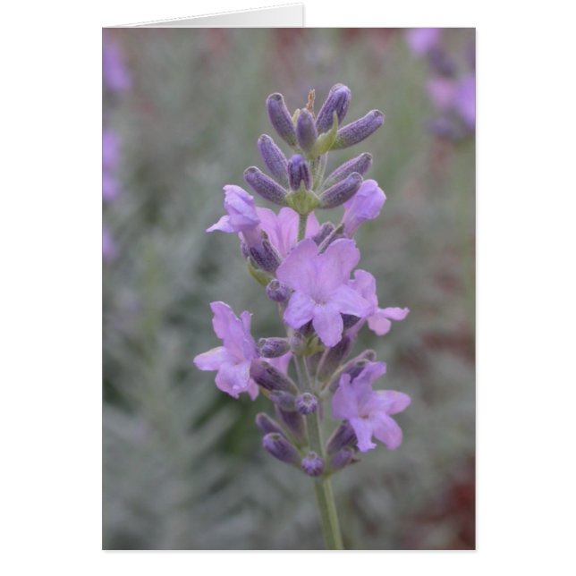 Lavendel (Voorkant)
