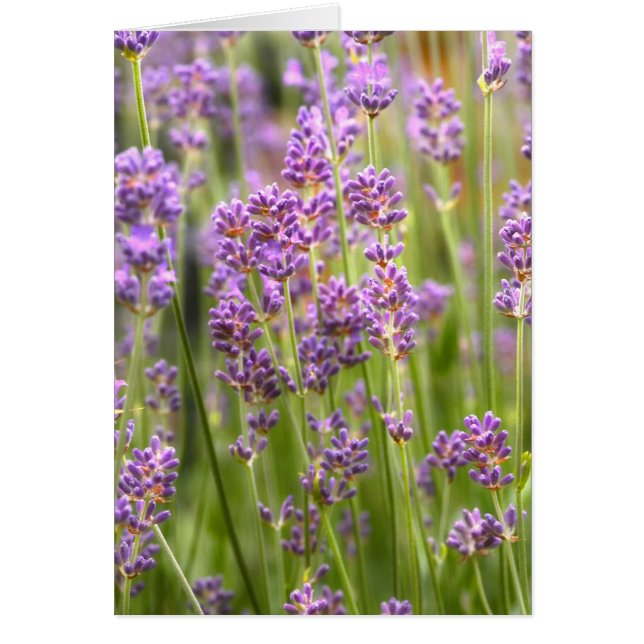 Lavendel (Voorkant)