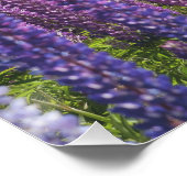 Lavendel aan de oever van het meer perfect poster (Hoek)