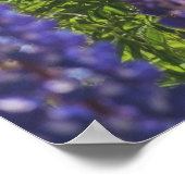 Lavendel aan de oever van het meer poster (Hoek)