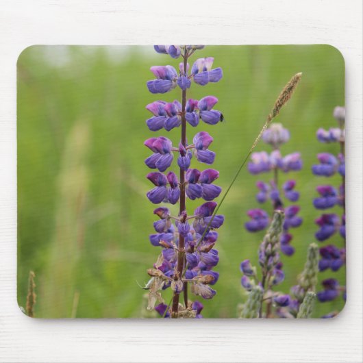 Lavendel Alaskaanse Lupines Muismat (Voorkant)