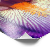 Lavendel baardbloemblad Iris bloemblad Close Up 8x Foto Afdruk (Hoek)