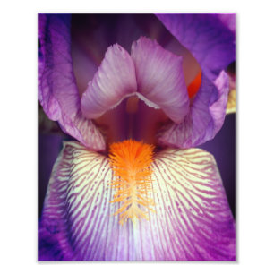 Lavendel baardbloemblad Iris bloemblad Close Up 8x Foto Afdruk