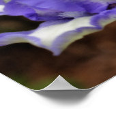 Lavendel baardIris Bloem Orton Art Poster (Hoek)