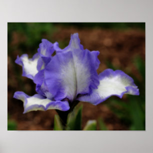 Lavendel baardIris Bloem Orton Art Poster