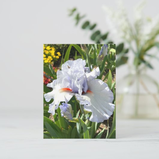 Lavendel bebaarde iris Briefkaart (Staand voorkant)