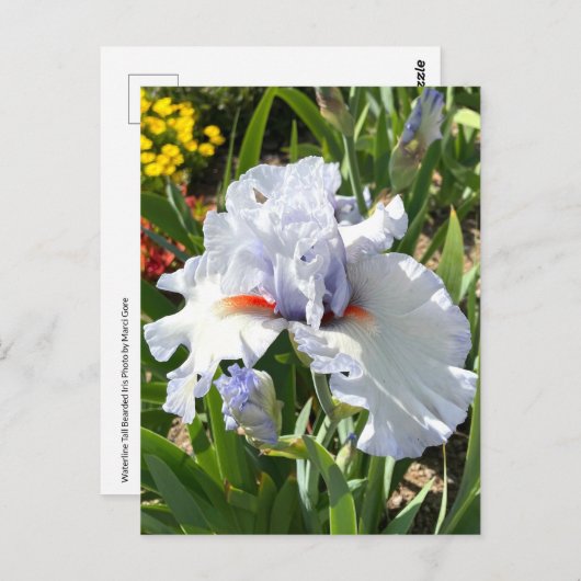 Lavendel bebaarde iris Briefkaart (Voorkant / Achterkant)