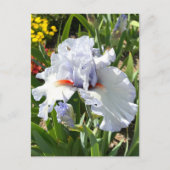 Lavendel bebaarde iris Briefkaart (Voorkant)