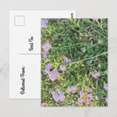 Lavendel bloeit tussen wilde weidegrassen briefkaart (Voorkant / Achterkant)