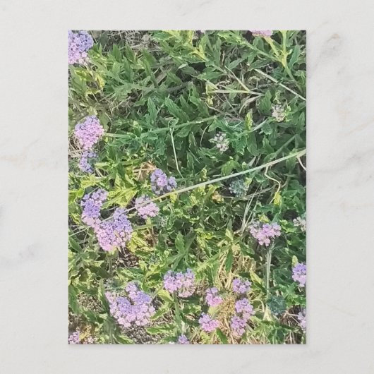 Lavendel bloeit tussen wilde weidegrassen briefkaart (Voorkant)