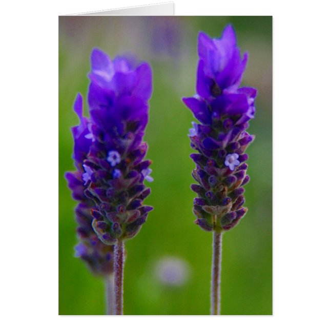 lavendel bloemen (Voorkant)