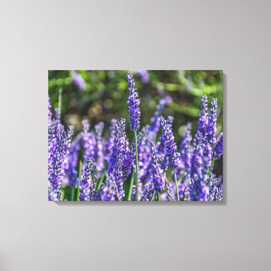 Lavendel bloemen omhoog dicht canvas print (Voorkant)