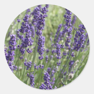 Lavendel Bloemen Stickers