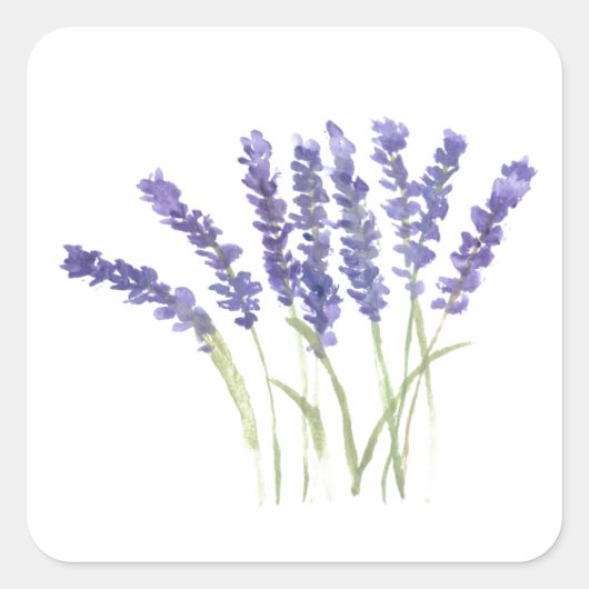 Lavendel bloemen waterverf rustige kruiden floraal vierkante sticker (Voorkant)