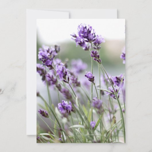 Lavendel Boheem Bruidsdouche Uitnodigingen (Achterkant)