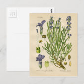 lavendel Botanische Afdruk Briefkaart (Voorkant / Achterkant)