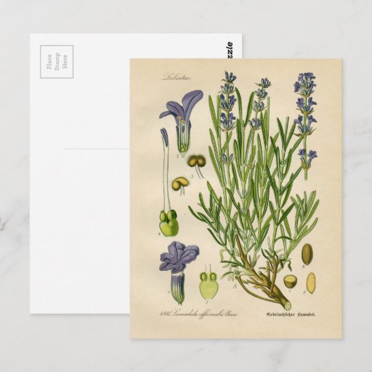  lavendel Botanische Afdruk Briefkaart (Voorkant / Achterkant)