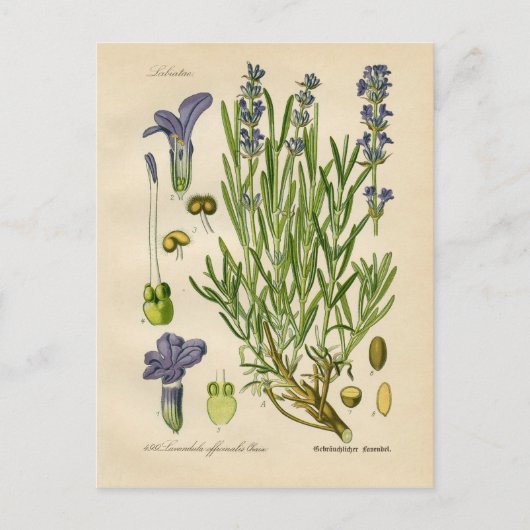 lavendel Botanische Afdruk Briefkaart (Voorkant)