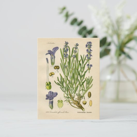  lavendel Botanische Afdruk Briefkaart (Staand voorkant)