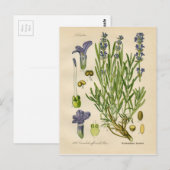 lavendel Botanische Afdruk Briefkaart (Voorkant / Achterkant)
