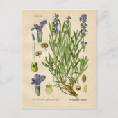  lavendel Botanische Afdruk Briefkaart (Voorkant)