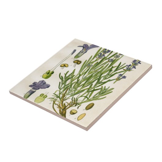  lavendel Botanische Afdruk Tegeltje (Zijkant)