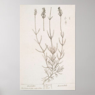 Lavendel botanische print poster