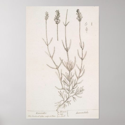 Lavendel botanische print poster (Voorkant)