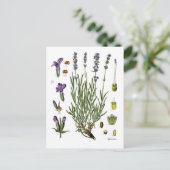 Lavendel Briefkaart (Staand voorkant)