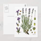 Lavendel Briefkaart (Voorkant / Achterkant)