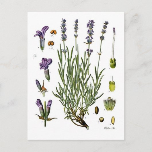 Lavendel Briefkaart (Voorkant)