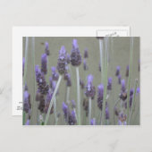 Lavendel Briefkaart (Voorkant / Achterkant)
