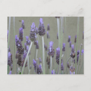 Lavendel Briefkaart