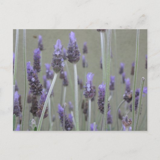 Lavendel Briefkaart (Voorkant)