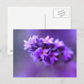 Lavendel Briefkaart (Voorkant / Achterkant)