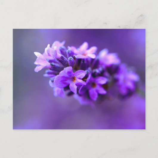 Lavendel Briefkaart (Voorkant)