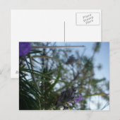 lavendel briefkaart (Voorkant / Achterkant)