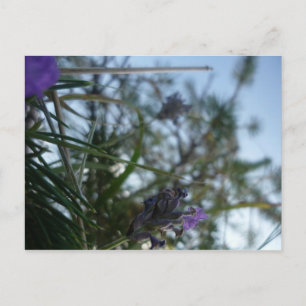 lavendel briefkaart