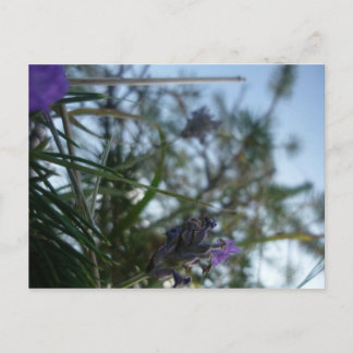 lavendel briefkaart