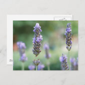 Lavendel Briefkaart (Voorkant / Achterkant)