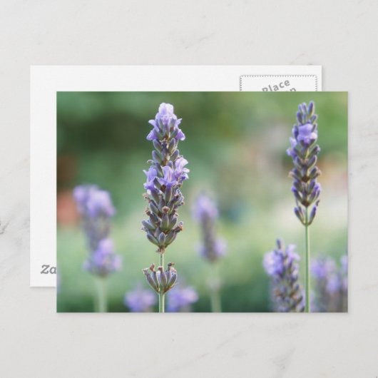 Lavendel Briefkaart (Voorkant / Achterkant)