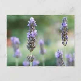 Lavendel Briefkaart