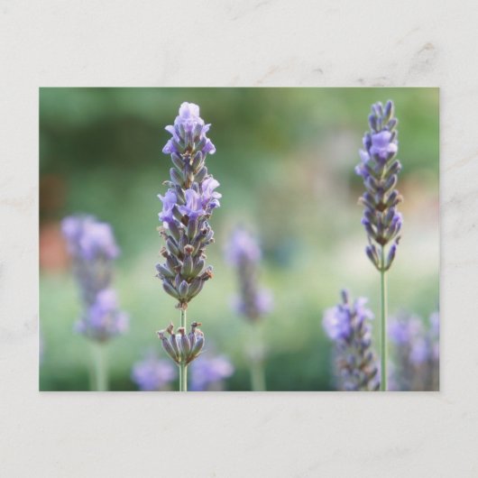 Lavendel Briefkaart (Voorkant)
