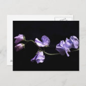 lavendel briefkaart (Voorkant / Achterkant)