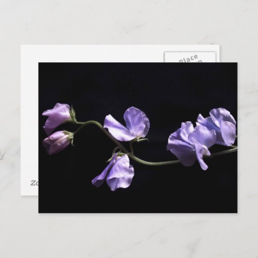 lavendel briefkaart (Voorkant / Achterkant)