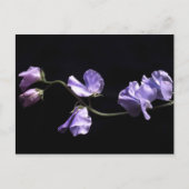 lavendel briefkaart (Voorkant)