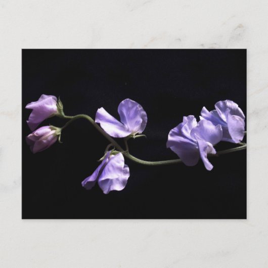 lavendel briefkaart (Voorkant)